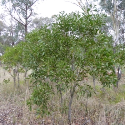 Acacia melanoxylon (Blackwood) at Hall, ACT - 6 May 2017 by AndyRussell