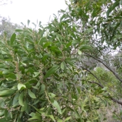 Acacia melanoxylon at Hall, ACT - 6 May 2017 02:47 PM