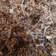 Papyrius sp. (genus) (A Coconut Ant) at Hall, ACT - 6 May 2017 by AndyRussell