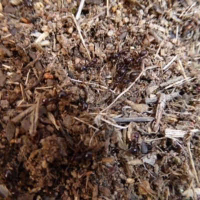 Papyrius sp. (genus) (A Coconut Ant) at Hall, ACT - 6 May 2017 by AndyRussell