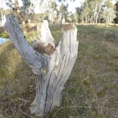 Papyrius sp. (genus) at Hall, ACT - suppressed