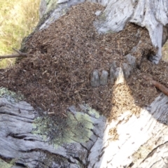 Papyrius sp. (genus) at Hall, ACT - suppressed