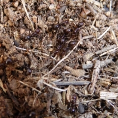 Camponotus sp. (genus) at Hall, ACT - 6 May 2017