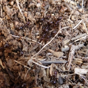 Papyrius sp. (genus) at Hall, ACT - suppressed