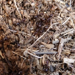 Camponotus sp. (genus) at Hall, ACT - 6 May 2017