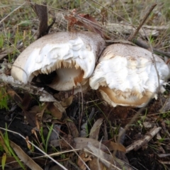 Austrocortinarius australiensis at Hall, ACT - 6 May 2017 by AndyRussell