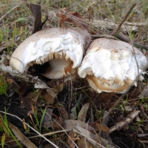 Austrocortinarius australiensis at Hall, ACT - 6 May 2017