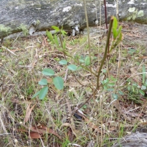 Indigofera australis subsp. australis at Hall, ACT - 6 May 2017 03:21 PM