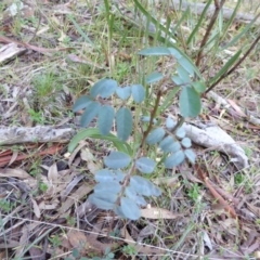 Indigofera australis subsp. australis at Hall, ACT - 6 May 2017 03:21 PM