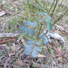 Indigofera australis subsp. australis at Hall, ACT - 6 May 2017