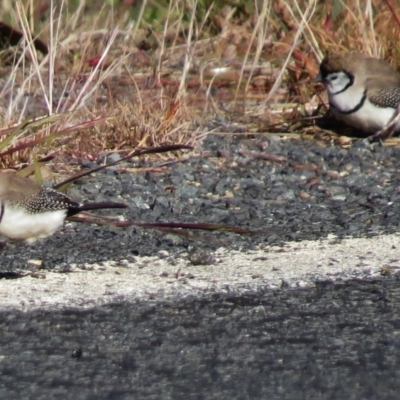 Stizoptera bichenovii (Double-barred Finch) at Tennent, ACT - 9 May 2017 by JohnBundock