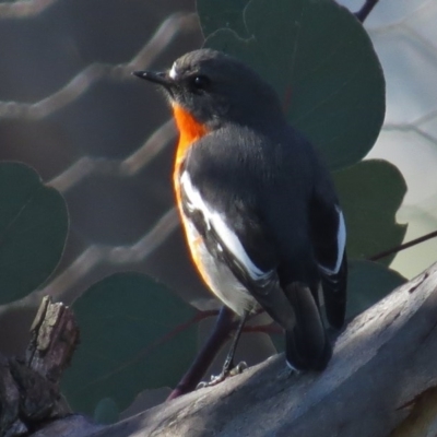 Petroica phoenicea (Flame Robin) at Paddys River, ACT - 9 May 2017 by JohnBundock
