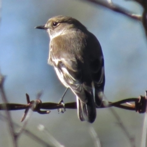 Petroica phoenicea at Paddys River, ACT - 9 May 2017