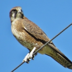 Falco berigora at Tennent, ACT - 9 May 2017 12:08 PM