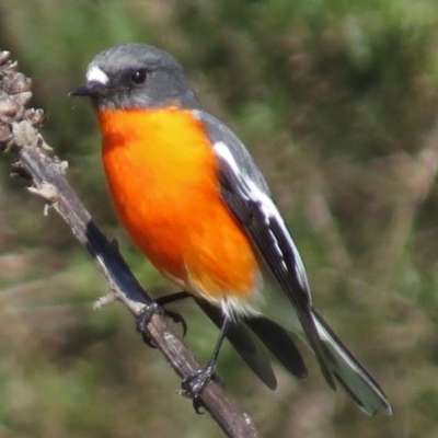 Petroica phoenicea (Flame Robin) at Tidbinbilla Nature Reserve - 9 May 2017 by JohnBundock