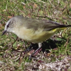 Acanthiza chrysorrhoa (Yellow-rumped Thornbill) at Tidbinbilla Nature Reserve - 9 May 2017 by JohnBundock