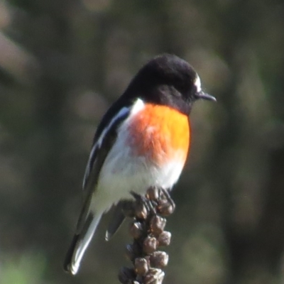 Petroica boodang (Scarlet Robin) at Tidbinbilla Nature Reserve - 9 May 2017 by JohnBundock