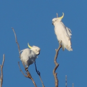 Cacatua galerita at Point Hut to Tharwa - 26 Feb 2017