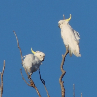 Cacatua galerita (Sulphur-crested Cockatoo) at Point Hut to Tharwa - 26 Feb 2017 by MichaelBedingfield