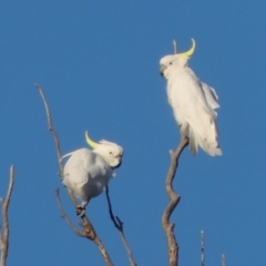Cacatua galerita (Sulphur-crested Cockatoo) at Point Hut to Tharwa - 26 Feb 2017 by michaelb