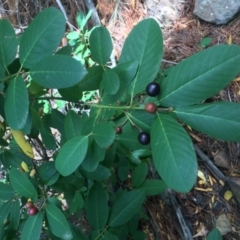 Prunus laurocerasus (Cherry Laurel) at Lower Cotter Catchment - 4 Mar 2017 by Maliyan