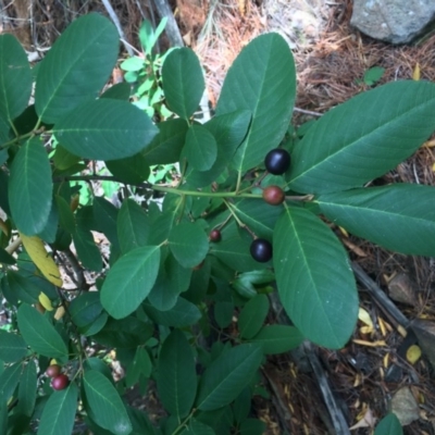 Prunus laurocerasus (Cherry Laurel) at Coree, ACT - 5 Mar 2017 by Maliyan