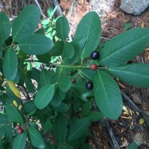 Prunus laurocerasus at Coree, ACT - 5 Mar 2017