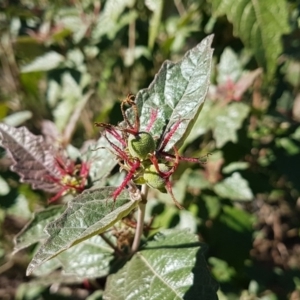 Adriana tomentosa var. tomentosa at Stromlo, ACT - 4 May 2017 01:06 PM