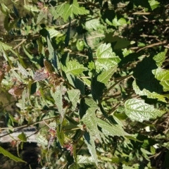 Adriana tomentosa var. tomentosa at Stromlo, ACT - 4 May 2017 01:06 PM