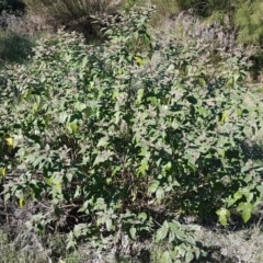 Adriana tomentosa var. tomentosa at Stromlo, ACT - 4 May 2017 01:06 PM