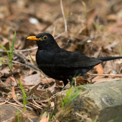 Turdus merula (Eurasian Blackbird) at Pambula, NSW - 7 Jan 2017 by JulesPhotographer