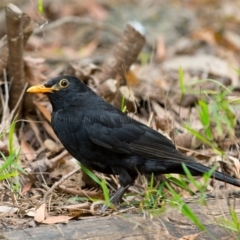 Turdus merula at Pambula Public School - 8 Jan 2017 01:57 AM
