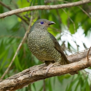 Ptilonorhynchus violaceus at Pambula Public School - 9 Jan 2017