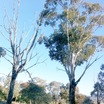Eucalyptus globulus subsp. bicostata (Southern Blue Gum, Eurabbie) at Hughes Garran Woodland - 8 May 2017 by ruthkerruish