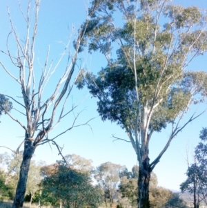 Eucalyptus globulus subsp. bicostata at Garran, ACT - 9 May 2017