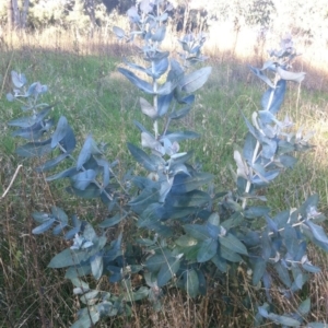 Eucalyptus globulus subsp. bicostata at Garran, ACT - 9 May 2017