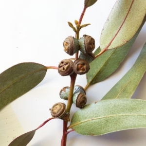 Eucalyptus globulus subsp. bicostata at Garran, ACT - 9 May 2017