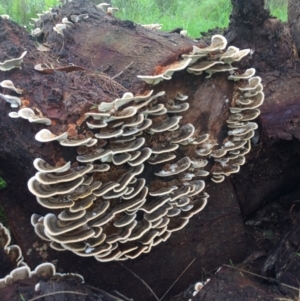 Trametes versicolor at Quaama, NSW - 10 May 2017 11:35 AM