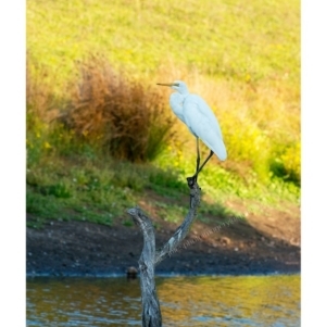 Ardea alba at Millingandi, NSW - 7 May 2017 07:22 AM