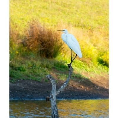 Ardea alba (Great Egret) at Millingandi, NSW - 6 May 2017 by JulesPhotographer