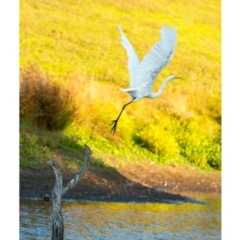 Ardea alba at Millingandi, NSW - 7 May 2017