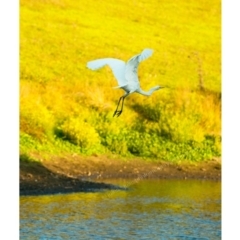 Ardea alba at Millingandi, NSW - 7 May 2017 07:22 AM