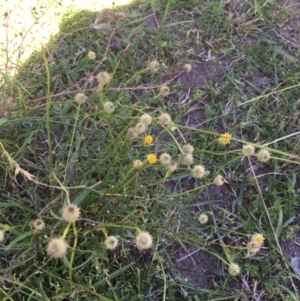 Calotis lappulacea at Tantawangalo, NSW - 10 May 2017 11:43 AM