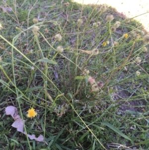 Calotis lappulacea at Tantawangalo, NSW - 10 May 2017