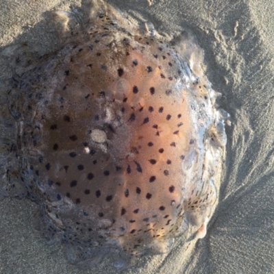 Unidentified Jellyfish or Hydroid  at Tathra, NSW - 10 May 2017 by alirodway