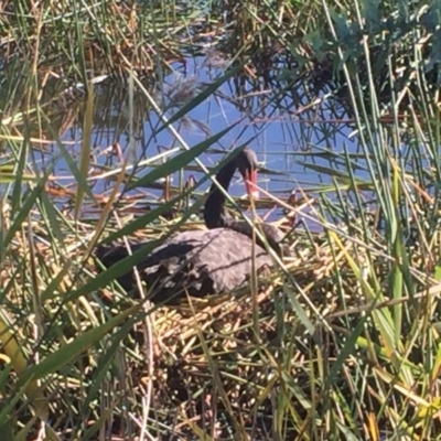 Cygnus atratus (Black Swan) at Pambula, NSW - 10 May 2017 by Panboola