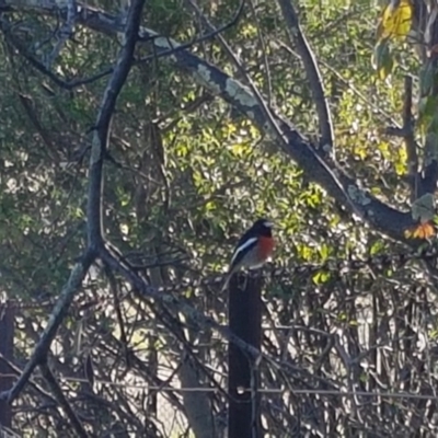 Petroica boodang (Scarlet Robin) at Melba, ACT - 10 May 2017 by lesleypeden