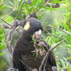 Zanda funerea (Yellow-tailed Black-Cockatoo) at Pambula, NSW - 10 May 2017 by Panboola