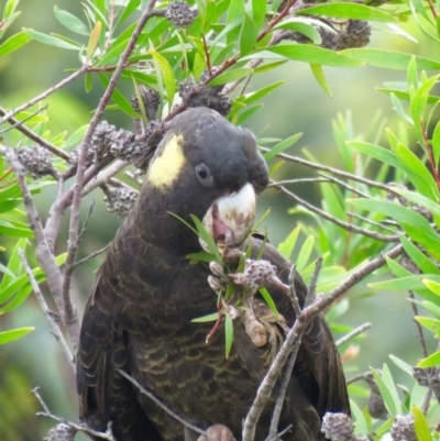 Zanda funerea (Yellow-tailed Black-Cockatoo) at Panboola - 10 May 2017 by Panboola