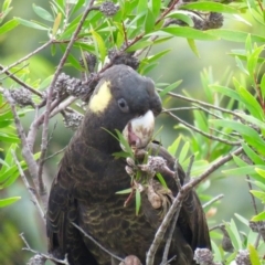 Calyptorhynchus funereus (Yellow-tailed Black-Cockatoo) at Pambula, NSW - 9 May 2017 by Panboola